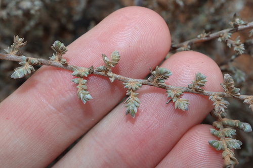 Image of Wilsonia humilis by (c) Thomas Mesaglio, some rights reserved (CC BY)