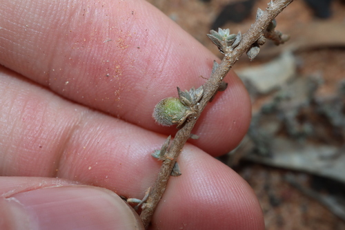 Image of Wilsonia humilis by (c) Thomas Mesaglio, some rights reserved (CC BY)