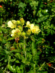 Drymocallis convallaria