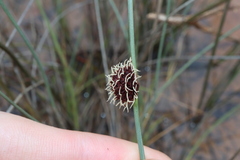 Chorizandra enodis, photograph (c) Thomas Mesaglio, some rights reserved (CC BY)