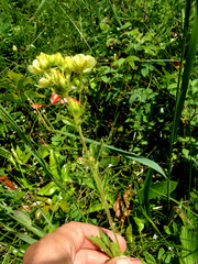 Drymocallis convallaria