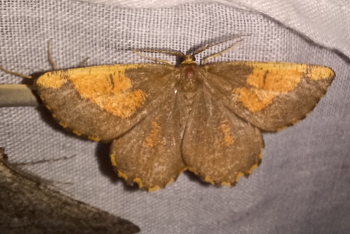 Angerona prunaria