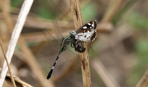 Slender Skimmer, photo 9 of 10