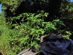 Brugmansia suaveolens