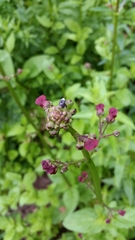Cionus scrophulariae