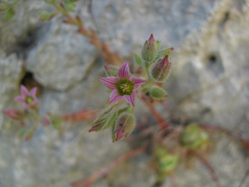 Image of Rosularia libanotica by (c) Nachman bones, some rights reserved (CC BY)