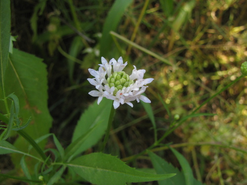 Cephalaria joppensis, photograph 5