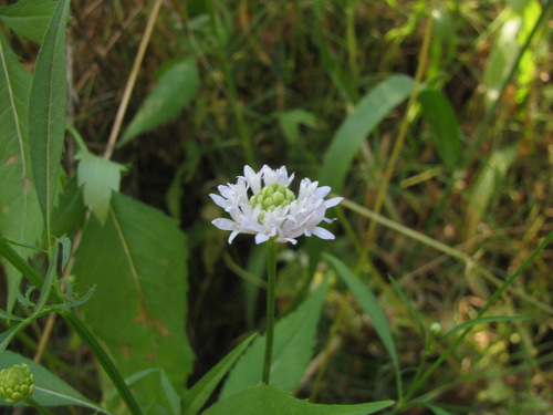 Image of Cephalaria joppensis by (c) Nachman bones, some rights reserved (CC BY)
