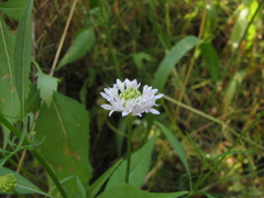 Cephalaria joppensis, photograph (c) Nachman bones, some rights reserved (CC BY)