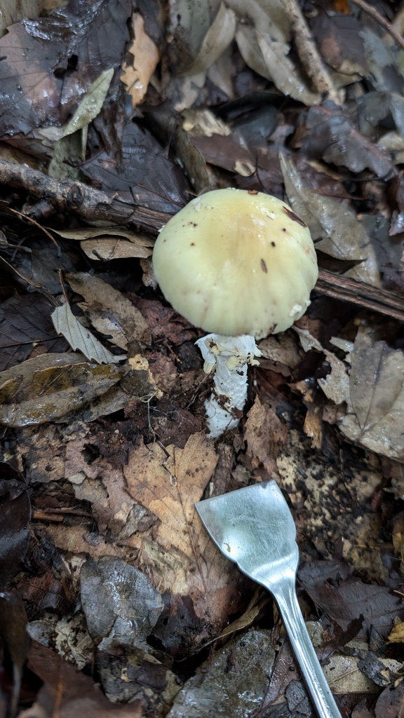 Amanita orientigemmata · September 2024 · photo: © atsushi_nakajima_cirque (iNaturalist, cc-by)