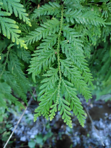 Image of Selaginella delicatula by (c) chiuluan, some rights reserved (CC BY)