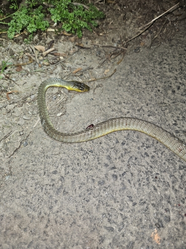 Common Tree Snake sighting
