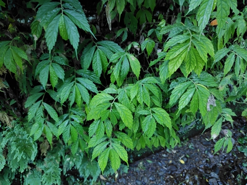 Image of Elatostema lineolatum by (c) chiuluan, some rights reserved (CC BY)