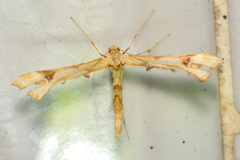 Platyptilia