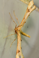 Platyptilia