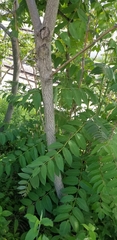 Ailanthus altissima