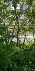 Ailanthus altissima