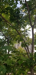 Ailanthus altissima