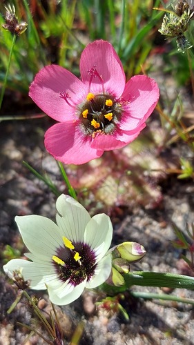 Milk Winecup (Geissorhiza purpureolutea)