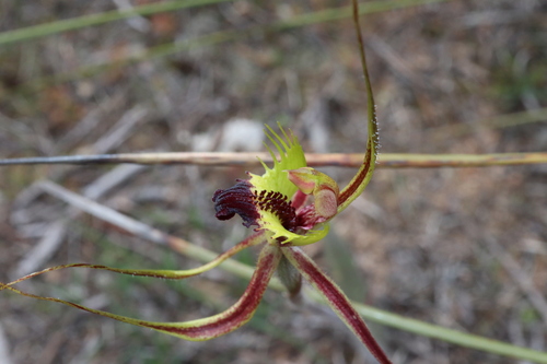 Image of Caladenia falcata by (c) Thomas Mesaglio, some rights reserved (CC BY)