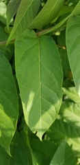 Ailanthus altissima