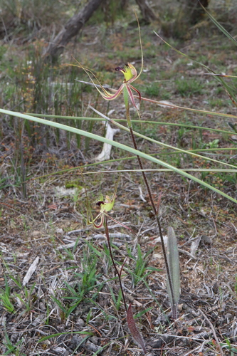 Image of Caladenia falcata by (c) Thomas Mesaglio, some rights reserved (CC BY)