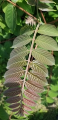 Ailanthus altissima