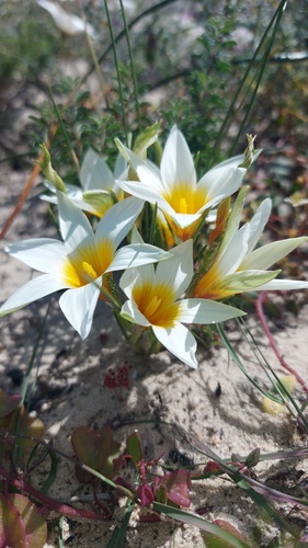 Romulea schlechteri