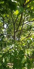 Ailanthus altissima