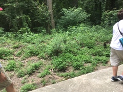 Ceanothus americanus