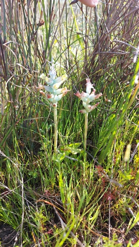 Lachenalia granitica