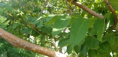 Ailanthus altissima