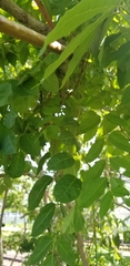 Ailanthus altissima