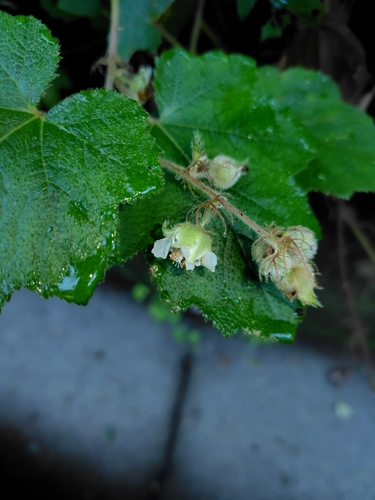 Image of Rubus alceifolius by (c) chiuluan, some rights reserved (CC BY)