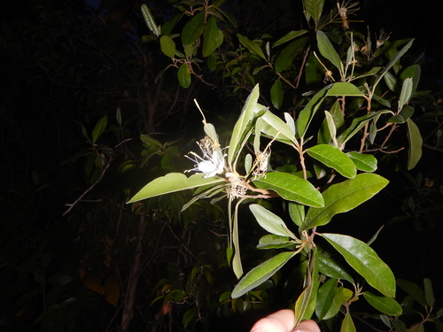 linguam (Capparis indica)
