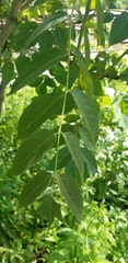 Ailanthus altissima