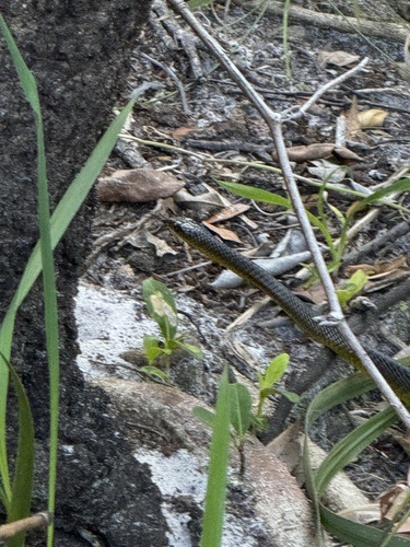 Common Tree Snake sighting
