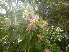 Capparis cynophallophora