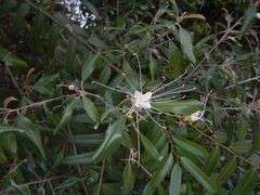 Capparis cynophallophora