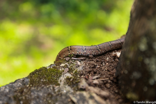 Light-barred Kukri Snake