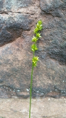 Carex divulsa divulsa