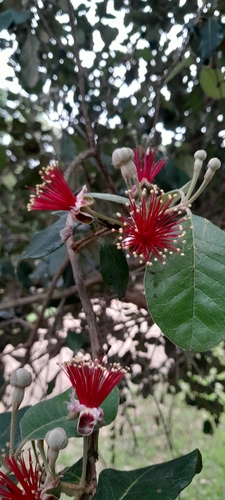 Image of Feijoa sellowiana by (c) rafa perazzolo, some rights reserved (CC BY)