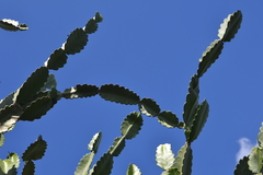 Dendrocereus undulosus