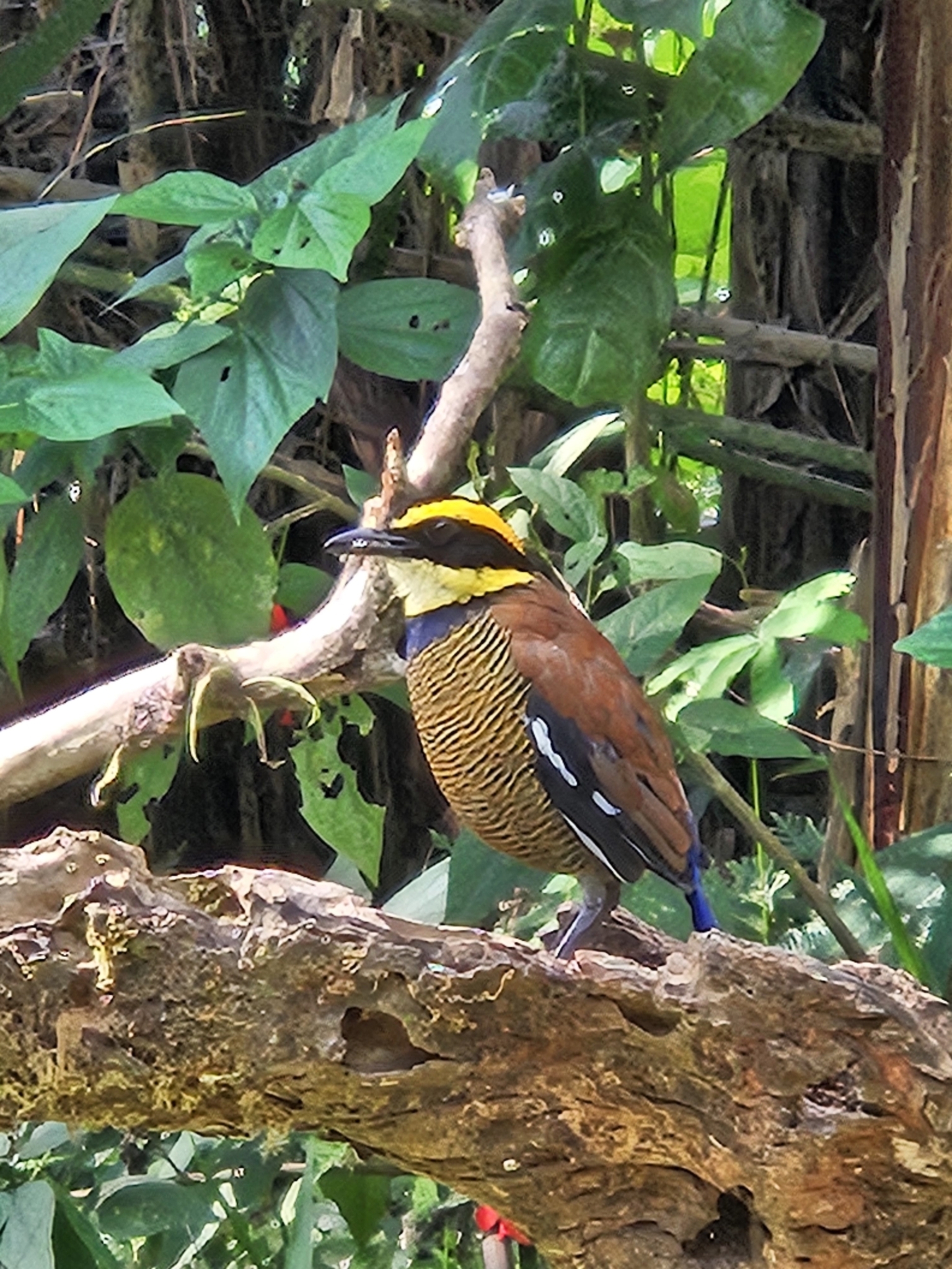 Javan Banded Pitta