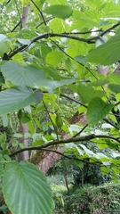 Davidia involucrata