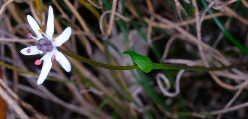 Wurmbea sinora (Wurmbea sinora)