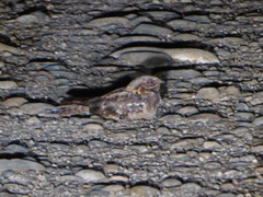 Caprimulgus ruficollis