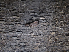 Caprimulgus ruficollis