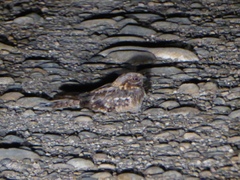 Caprimulgus ruficollis