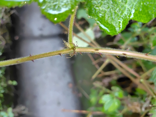 Image of Rubus alceifolius by (c) chiuluan, some rights reserved (CC BY)